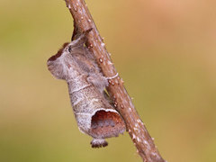 Rødflekkstjertspinner (Clostera curtula)