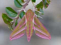 Stor snabelsvermer (Deilephila elpenor)