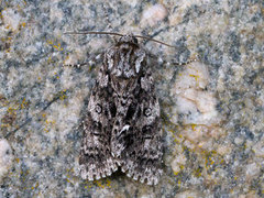 Syrekveldfly (Acronicta rumicis)