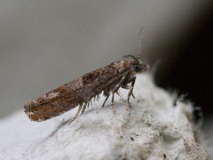 Brun kveldvikler (Epinotia immundana)