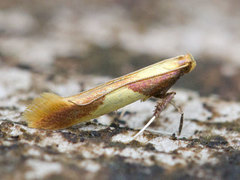 Caloptilia alchimiella