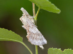 Nebbspinner (Pterostoma palpina)