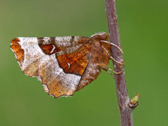 Praktmånemåler (Selenia tetralunaria)