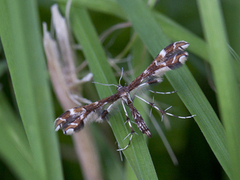 Humleblomfjærmøll (Geina didactyla)