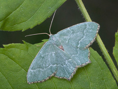 Krattbladmåler (Hemithea aestivaria)