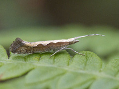 Vandrekålmøll (Plutella xylostella)