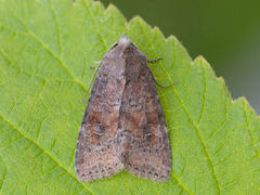 Rødlig løvfly (Parastichtis suspecta)