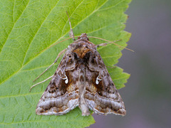 Gråbrunt metallfly (Autographa buraetica)