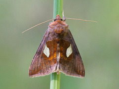 Storflekket metallfly (Autographa bractea)