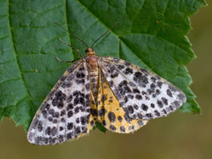 Flekkmåler (Arichanna melanaria)