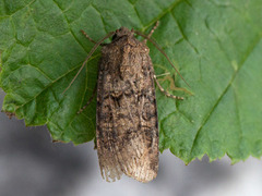 Brunpudret jordfly (Agrotis clavis)