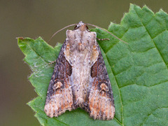 Sumpengfly (Lateroligia ophiogramma)