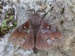 Furuspinner (Dendrolimus pini)