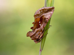 Rødbrunt metallfly (Autographa jota)