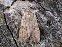 Brunt kappefly (Lithophane socia)