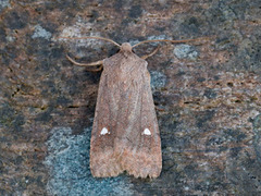 Bølgefly (Eupsilia transversa)