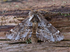 Båndet vårtannspinner (Odontosia sieversii)