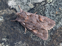 Gaffelkappefly (Lithophane furcifera)