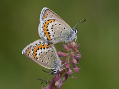 Idasblåvinge (Plebejus idas)