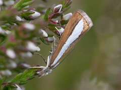 Perlemornebbmott (Catoptria margaritella)