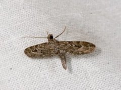 Lyngdvergmåler (Eupithecia nanata)