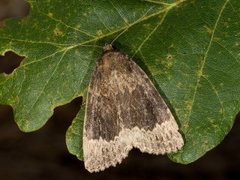 Tofarget pyramidefly (Amphipyra perflua)