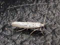 Smørbukkspinnmøll (Yponomeuta sedella)