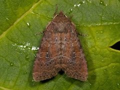 Rødlig løvfly (Parastichtis suspecta)