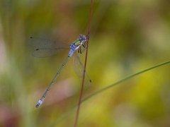 Vanlig metallvannymfe (Lestes sponsa)