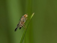 Båndfluer (Tephritidae)