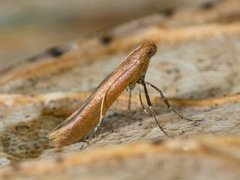 Caloptilia rufipennella