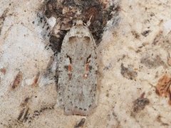 Agonopterix ocellana