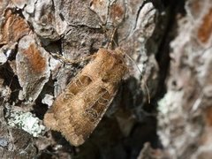 Kobberfly (Chersotis cuprea)