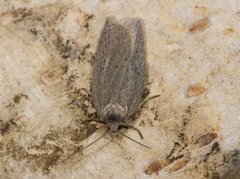 Punktflatvikler (Acleris lipsiana)