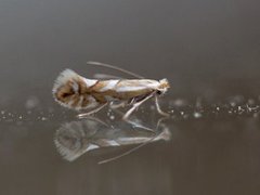 Phyllonorycter sorbi