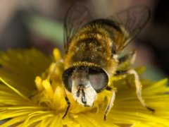 Gulfotdroneflue (Eristalis pertinax)