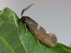 Incurvaria pectinea