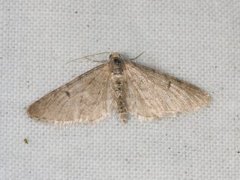 Furudvergmåler (Eupithecia indigata)