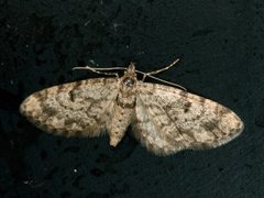 Grandvergmåler (Eupithecia tantillaria)