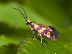 Micropterix tunbergella