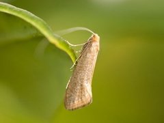 Nematopogon swammerdamella