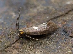 Incurvaria masculella