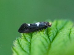 Incurvaria masculella