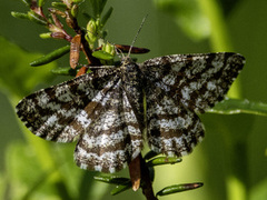 Lyngmåler (Ematurga atomaria)