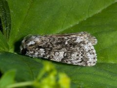Broket kveldfly (Acronicta auricoma)