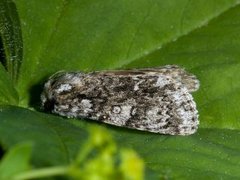 Broket kveldfly (Acronicta auricoma)