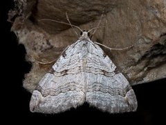 Stor perikummåler (Aplocera plagiata)