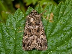 Nettnellikfly (Sideridis reticulata)