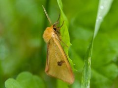 Rødfrynset bjørnespinner (Diacrisia sannio)