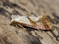 Smalbåndpraktvikler (Falseuncaria degreyana)